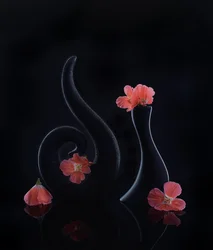 Fleurs corail sur noir