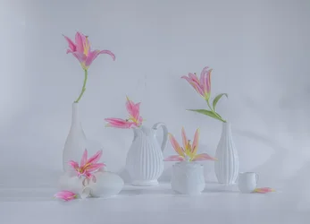 Délicats lys roses