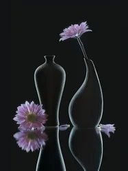 Sereins reflets floraux