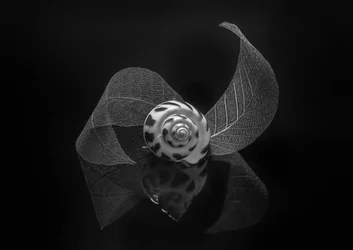 Reflet de coquillage en spirale