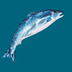 Le saumon bleu bondissant