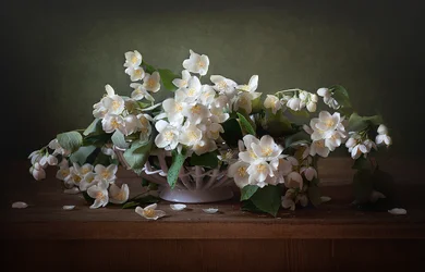 Nature morte au jasmin blanc