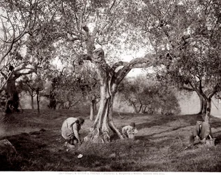 Enfants cueillant des olives parmi les oliviers, sur une colline à Santa Margherita a Montici, Florence