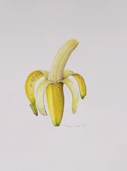 Une banane à moitié pelée, 1997