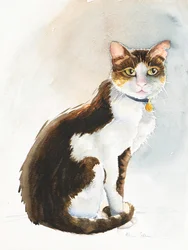 Dave le chat saoudien, 2019