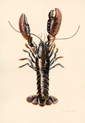 Homard de Solva, 2014