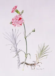 Vieille variété de Dianthus, 1997