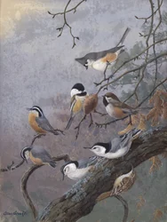 Mélange pour oiseaux par Allan Brooks