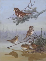 « Sparrow », d