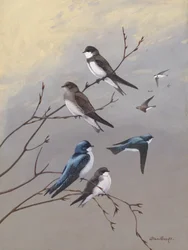 « Swallow » d