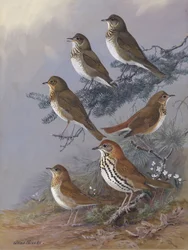 « Thrush », d