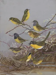 Warblers 003, par Allan Brooks