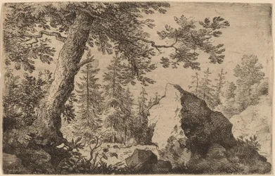 Rocher dans les bois