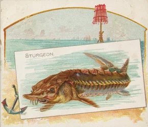 Esturgeon, de la série Poissons des eaux américaines N39 pour Allen & Ginter Cigarettes, 1889