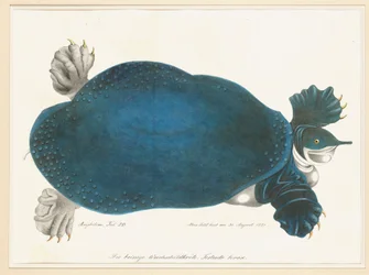 Tortue molle américaine ou Trionyx, anciennement appelée Tortue bleue
