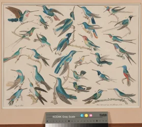 Des colibris