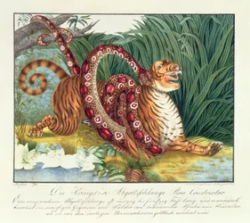 Le Tigre et le Boa Constricteur, 1835