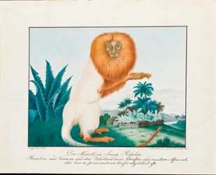 Le Saki blanc, 1835