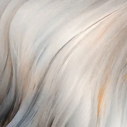 Plumes douces et vaporeuses