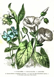 Borraginacées, Convolvulacées, Apocynacées: Création naturelle et êtres vivants. Dessin par A. Demarle. 1885