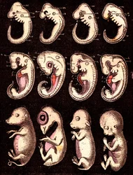 Embryons comparés de 4 vertébrés : De gauche à droite : cochon, poule, lapin, homme. Dessin A. Demarle. 1885