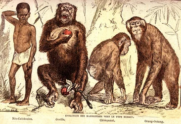 Évolution des mammifères vers le type humain : Création naturelle et êtres vivants (De Jules Rengade). Dessin par A. Demarle. 1885