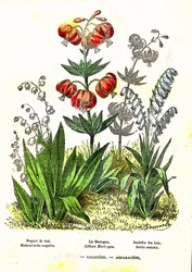 Liliacées, Asparagacées : Création naturelle et êtres vivants. Dessin par A. Demarle. 1885