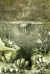 Préhistoire-Terre et Mers : Le début de la période Silurienne (J. Rengade. Dessin par Demarle. 1885