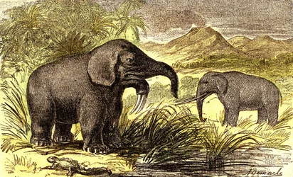 Préhistoire-Période Miocène : De droite à gauche : le Dinotherium et le Mastodonte. Création Naturelle et êtres vivants. Dessin par A. Demarle. 1885