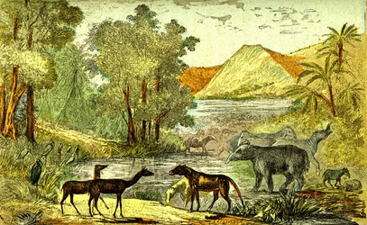 Préhistoire - Période éocène : De droite à gauche : Paléothérium, Anoplothérium, Xiphodontes et les oiseaux Tantale. Création naturelle et êtres vivants. Dessin A. Demarle. 1885