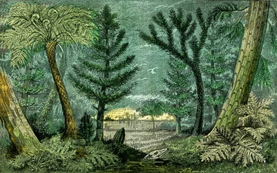 Préhistoire, période du charbon : Marécage et forêt de la période du charbon (J. Rrengade)