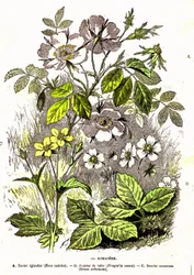 Rosacées - Création naturelle et êtres vivants : Dessin par A. Demarle. 1885