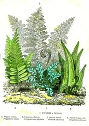 Fougères de fronde: Création naturelle et êtres vivants. Dessin par A. Demarle. 1885
