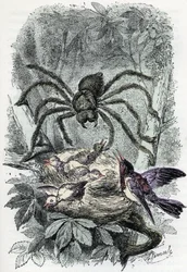 Planche zoologique : arachnide, Avicularia surprenant un nid d
