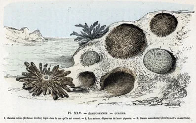 Planche zoologique : échinodermes, oursins Gravure de 