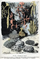 Planche zoologique : éponges et coraux (gorgone, bebryce, corail, éponges, gant de Neptune). Gravure tirée de « L