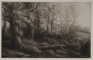 Étude forestière