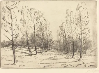 Avenue de peupliers