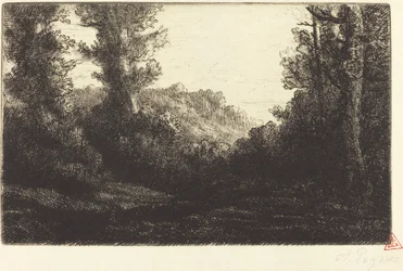 Lisière de bois