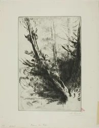 Dans un bois
