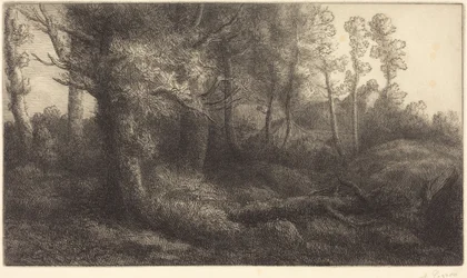 Dans la forêt (Lisière de forêt)