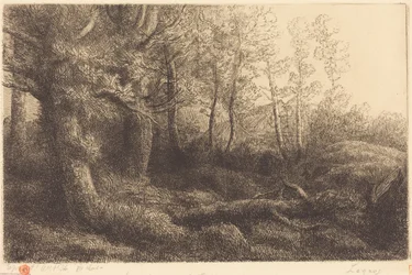 Dans la forêt