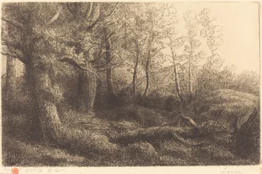 À la lisière de la forêt