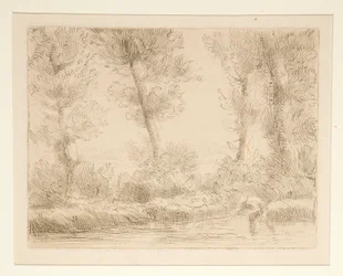 Les bords de la Liane