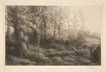 Lisière de forêt