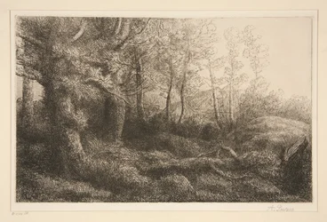 Lisière de forêt