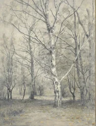 Forêt avec des bouleaux