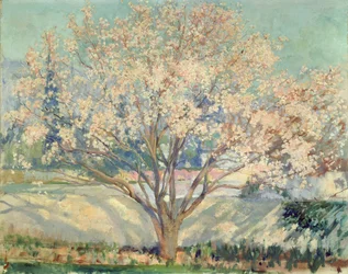 Amandier en fleurs