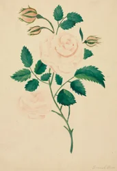 Rose de Damas (aquarelle)