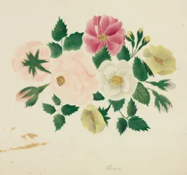 Roses de juin (aquarelle)